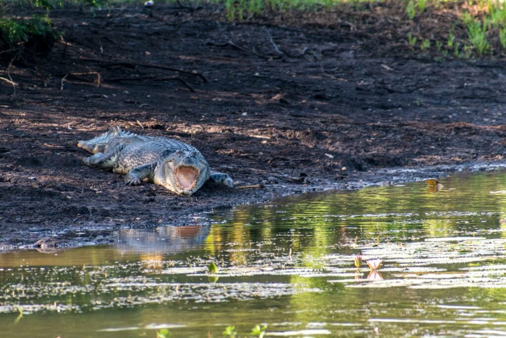 Crocodile - VVT Australie