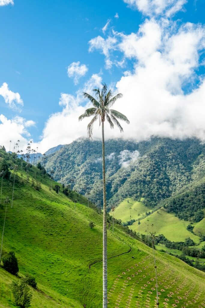 green palm tree between grass field under cloudy sky at daytime