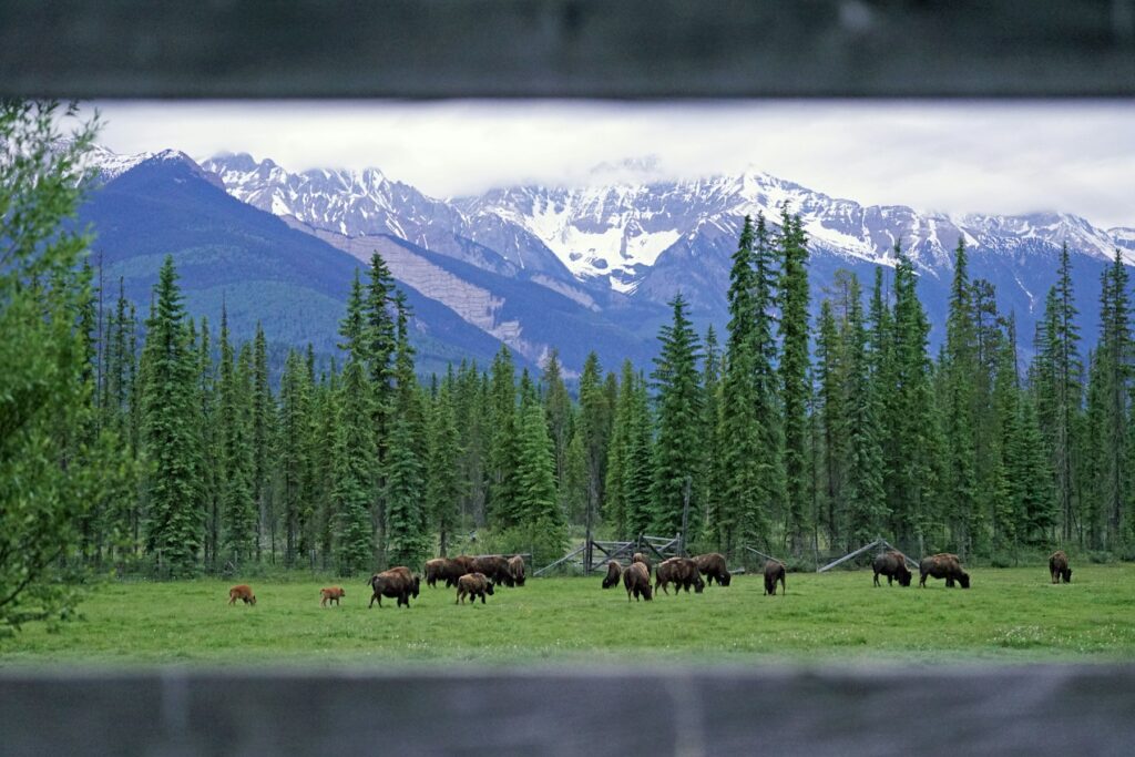 a herd of animals grazing on a lush green field