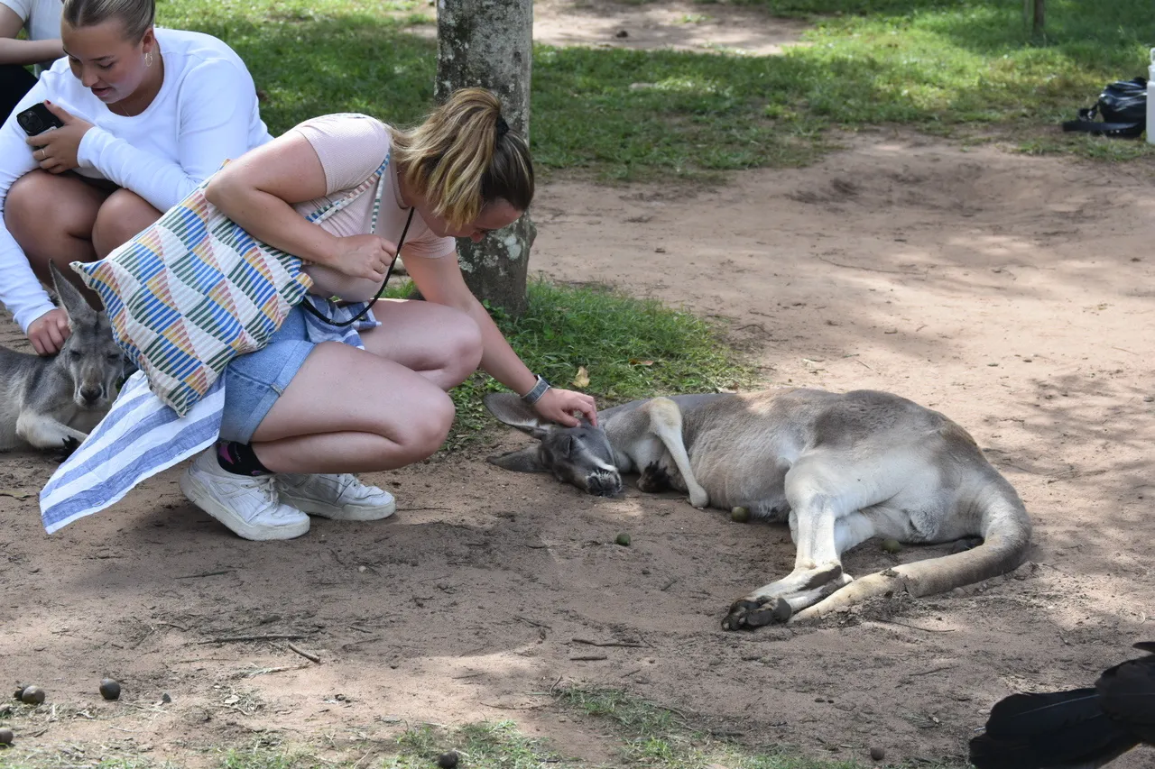 PVT Australie avis