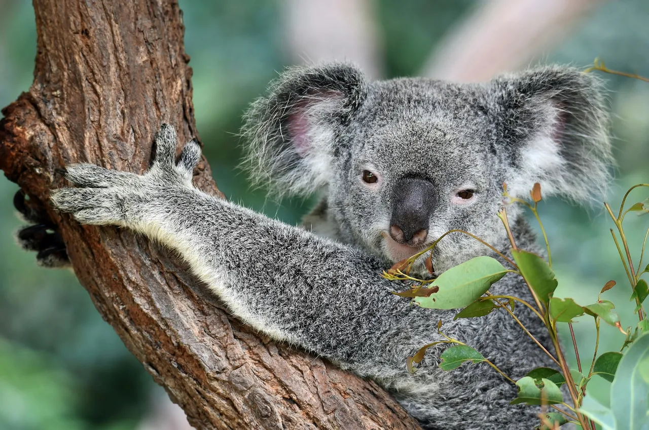 2e PVT en Australie