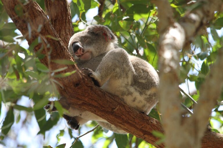 PVT Noosa : une sieste bien méritée par un koala