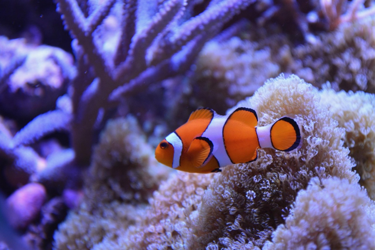 Poisson clown, symbole de la Grande Barrière de Corail