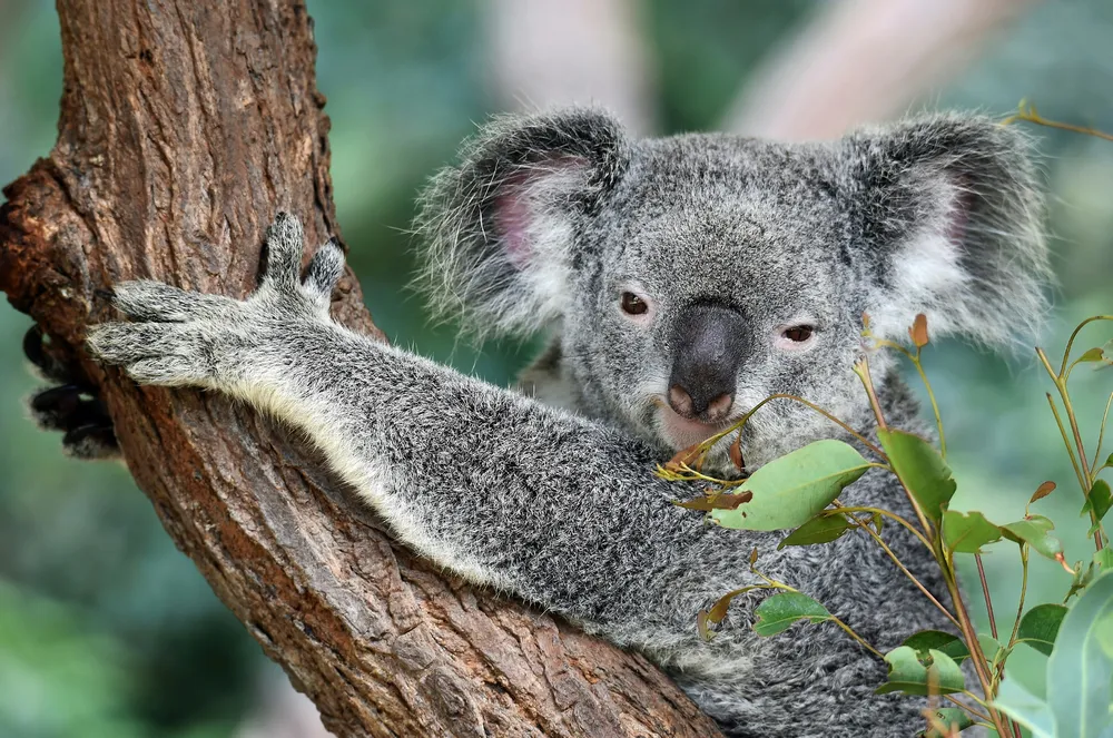 où partir en PVT en 2026 Australie : koala sur son arbre