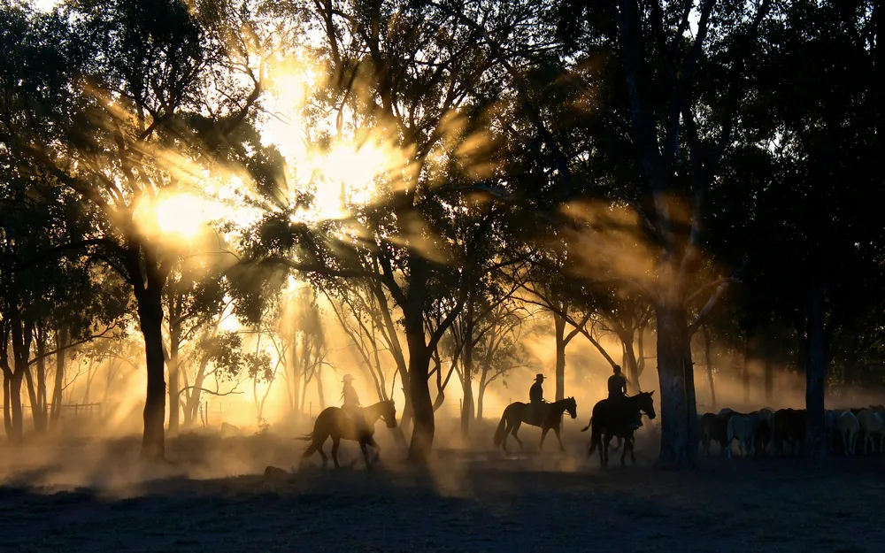 Travailler dans un ranch en PVT Australie : immersion dans l’outback australien